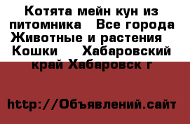 Котята мейн-кун из питомника - Все города Животные и растения » Кошки   . Хабаровский край,Хабаровск г.